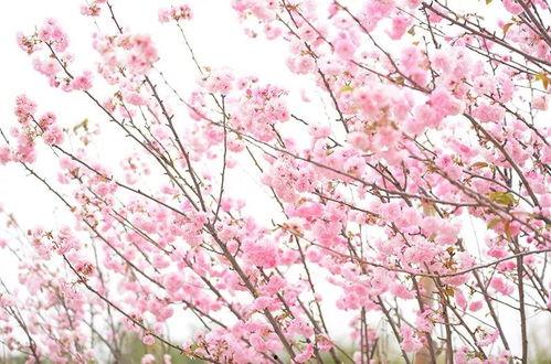 樱花溪最新更新爆料,揭秘最新更新爆料背后的精彩故事